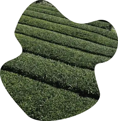 shpare_f55b3a4