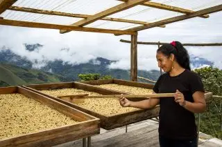 Raised drying beds of coffee beans